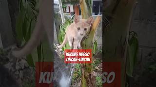 Kucing lucu#kucing #kucinglucu #cat #shorts #short #feed #anak #anakanak