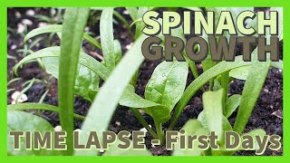 SPINACH GROWTH TIME LAPSE - 🌱 First days of SPINACH GROWTH - Day to Day.Outdoor growing. How to GROW