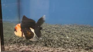 12-13cm High Quality Oranda (8)