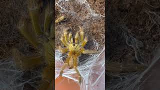 Crazy tarantula