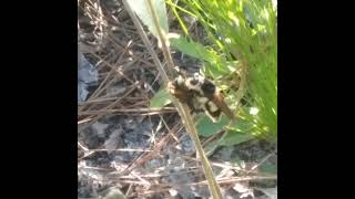 Robberfly That Eats Bumblebees