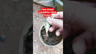 part1 cara simpel pembibitan lidah buaya#berkebun #berkebundirumah #pertanian #petualangan