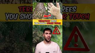 Trees You Should NEVER Touch!