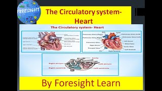 The Circulatory system Part 2 The Heart