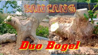 pengepresan cabang pada bahan bonsai sancang