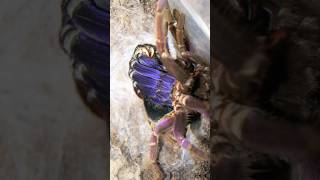 Purple Tarantula Moulting (Pamphobeteus insignis)