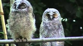 Terminator Owls