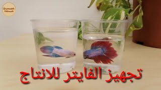 تربية وانتاج اسماك الفايتر في بيئة طبيعية فالمنزل Betta Fish