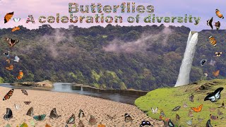 Butterflies of Madhy Pradesh | Butterflies seen in Madhya Pradesh