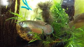 Amazing Killifish,Ophthalmolebias bokermanni "Ilhèus",a nice South American Annual