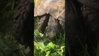 Pet tortoise