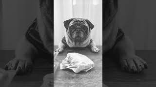 【もしかして…ET…笑】#いぬのいる生活 #pug #dog #shorts