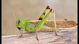 Kenya under threat of desert Locust