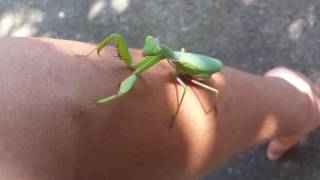 Mantis