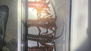 My First Successful California Spiny Lobster Dive !