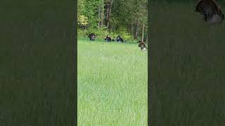 Gobblers puting on a show for the girls #lonebowhunter™️