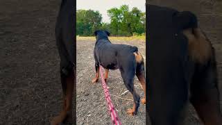 Rottie on the field #rottweiler #roti