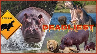 World's Most Dangerous Wild Mammal-The Hippopotamus | Why Hippos are the DEADLIEST ANIMALS!