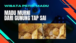 Wisata Petik Madu (MADU MURNI DARI GUNUNG TAP SAI) KTH Madu Sari.