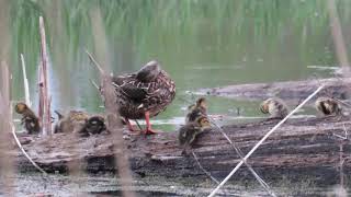 Mallards