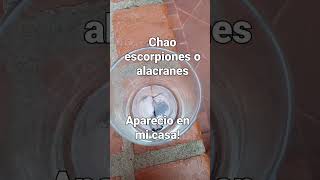 Como evitar que se entren los  Alacranes  o Escorpiones  a tu casa #short #tips #limpieza