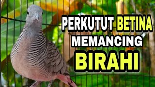 Suara Perkutut LOKAL BETINA Gampang Bikin Perkutut JANTAN Cepat Respon