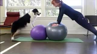 Have your dog do exercises...It looks like Baca :)