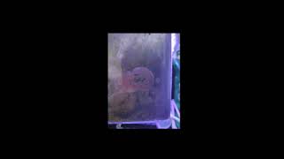 1 month coralline algae growth time lapse