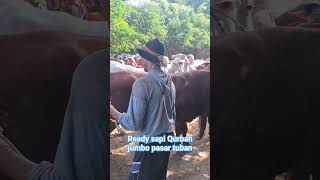 full jumboan pasar tuban #sapisuper #cow #sapi #pasarsapi #pasarsapituban