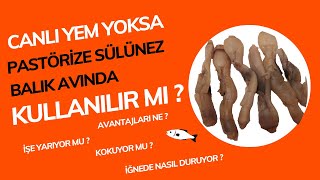 Pastörize Sülünez ile Balık Avına Çıkıyorum / BALIK ALABİLDİM Mİ ? (Mimaroba Sahil)