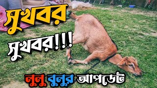 লুলু বুলু কেমন আছে ।। ব্ল্যাক বেঙ্গল ছাগল পালন পদ্ধতি ।। Purbasha Agro