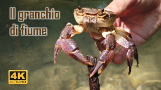 Il granchio di fiume