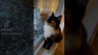 wait they don’t love you like I love you #funny #cat #cats #viralvideo #tiktok #trending #shorts