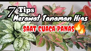 7 Tips Merawat Tanaman Hias Saat Cuaca Panas / Kemarau Agar Tidak Layu