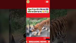 🔥Breaking News - जब Xylo SUV पर बाघ ने कर दिया अटैक–Anand Mahindra ने शेयर किया VIDEO 💯✅