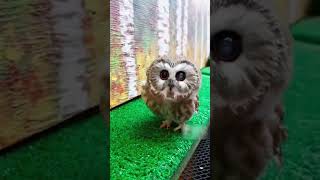 ¿Cómo Son Los Búhos Bebés?🦉#shorts #buhos #curiosidades #historias #tiktoks