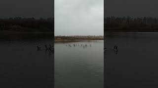 Крики гусей осенью Shorts Cries of geese in autumn