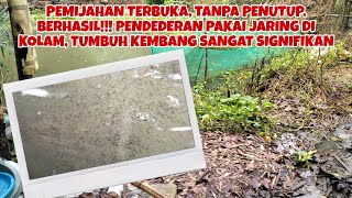 EXPERIMENT, PEMIJAHAN DITEMPAT TERBUKA TANPA PENUTUP. KENA HUJAN/PANAS BERHASIL!!!