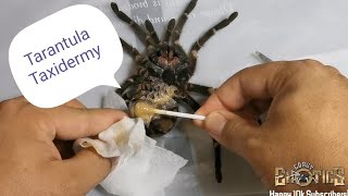 Tarantula Taxidermy - Phormictopus sp. Green Gold