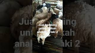 harga kambing, kambing aqiqah untuk anak laki-laki dua ekor kambing #shorts