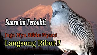 PANCINGAN PERKUTUT LOKAL // SUARA INI TERBUKTI JAGO BIKIN SEMUA JENIS PERKUTUT LANGSUNG NYAUT RIBUT