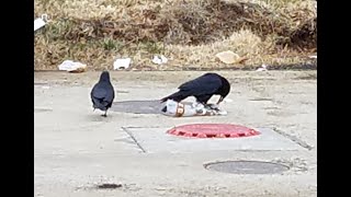 Birds of a feather at lunch