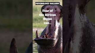 UNREAL!!! FEAR of the African Hippo can do THIS!!!🤷‍♂️#shorts #shortsvideo #motivation #psychology