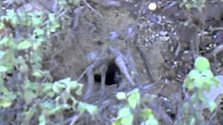 nest of wasp under the ground