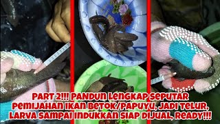 JADI TELUR, JADI LARVA, JADI INDUKKAN, IKAN BETOK/PAPUYU, READY!!! INDUKKAN MATANG GONAT