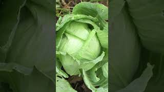 Growing Giant Cabbage vegetable in the garden 🥬🥬🥬