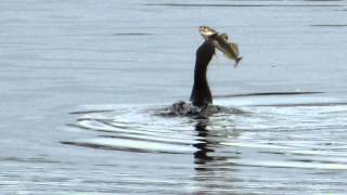 Cormorant and his lunch