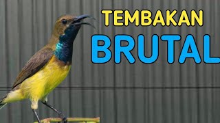 🔴TEMBAKAN BRUTAL SOGON TROTOL GACOR