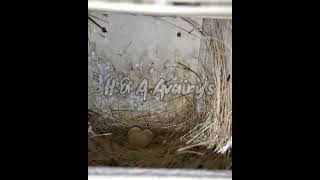 Lady Gouldian Finch Start Hatching Maa Shaa ALLAH #shorts #shortfeeds #ladygouldian