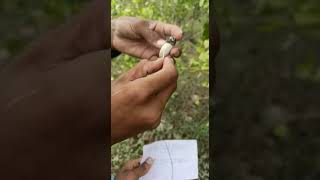 Tella Jeedi Ginjala Tree all test || Call me Sadab 8459487861